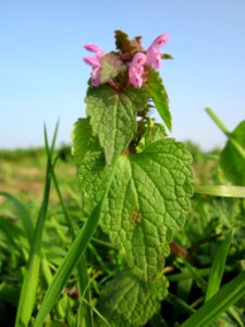 20121023Lamium_purpureum4