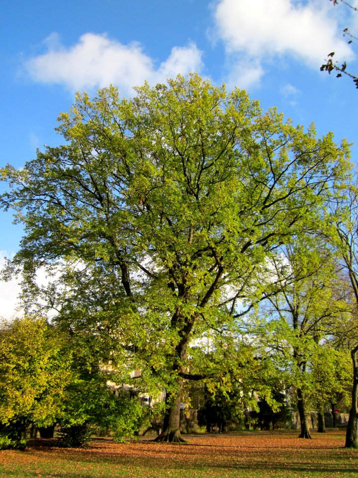 20121106Staden_Saarbruecken06
