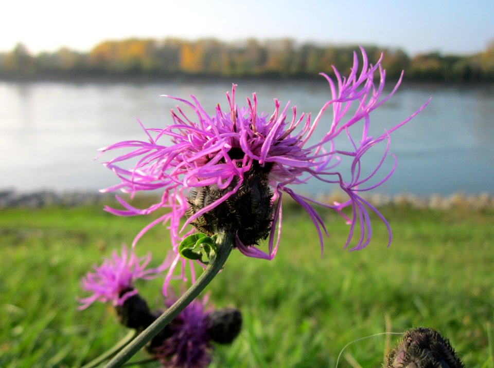 20121023Centaurea_scabiosa3