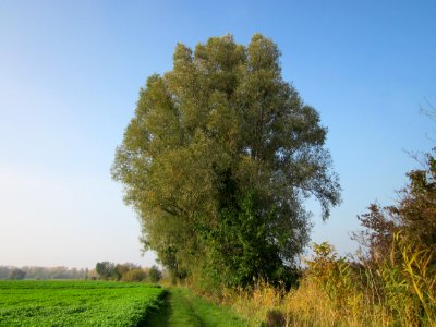 20121023Hockenheimer_Rheinbogen3