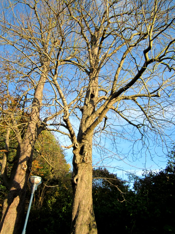 20121028Kastanien_Kraichbach_Hockenheim