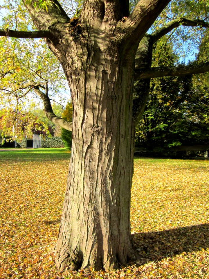 20121028Silberahorn_Hockenheim5