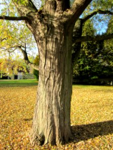 20121028Silberahorn_Hockenheim5