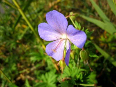 20121023Storchenschnabel_Hockenheim3