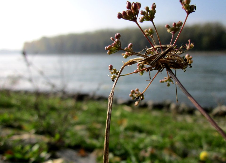 20121024Rhein_Altlussheim2