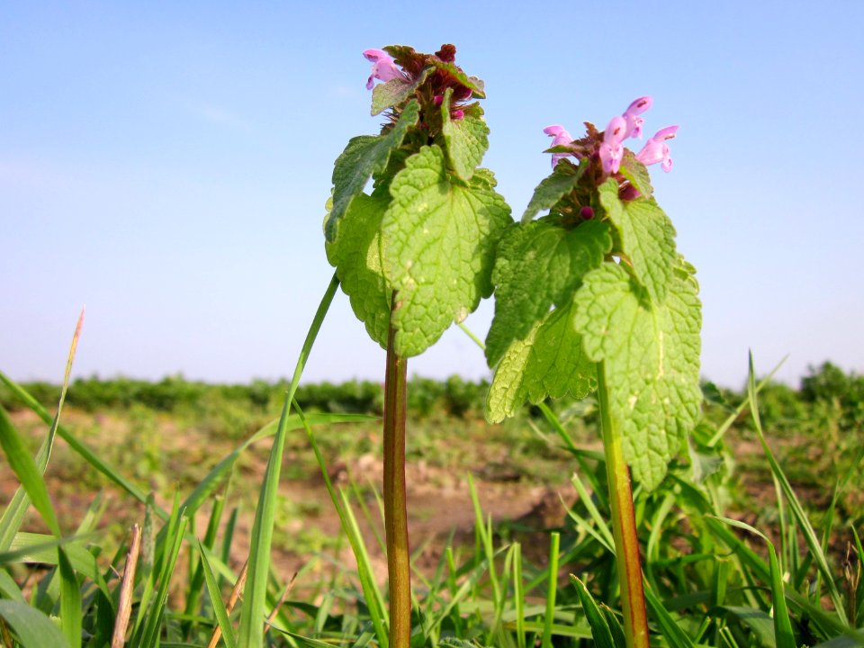 20121023Lamium_purpureum1