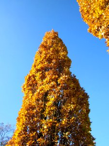 20121113Saeuleneichen_Hockenheim3