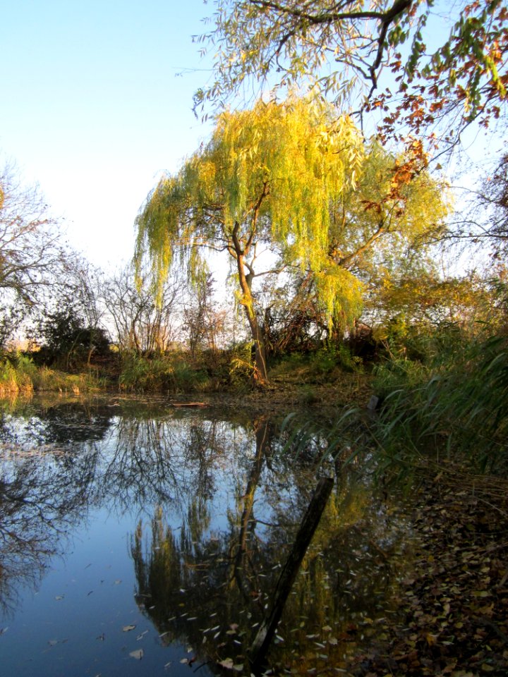 20121113Trauerweide_Ketschau7