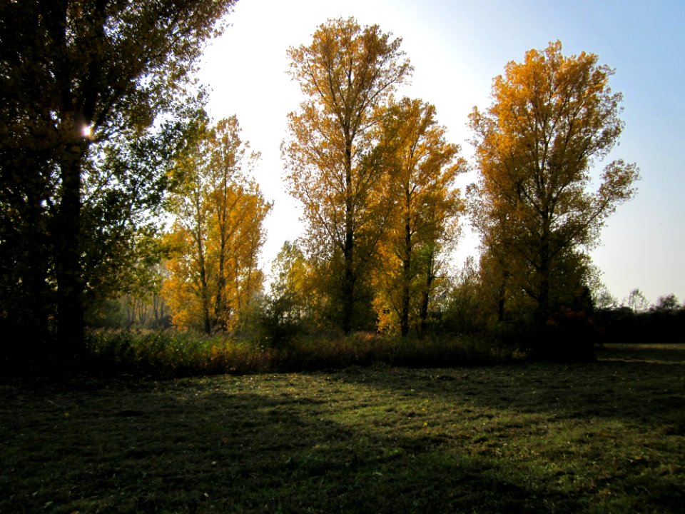 20121023Schwarzpappeln_Rhein2