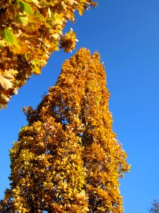 20121113Saeuleneichen_Hockenheim4