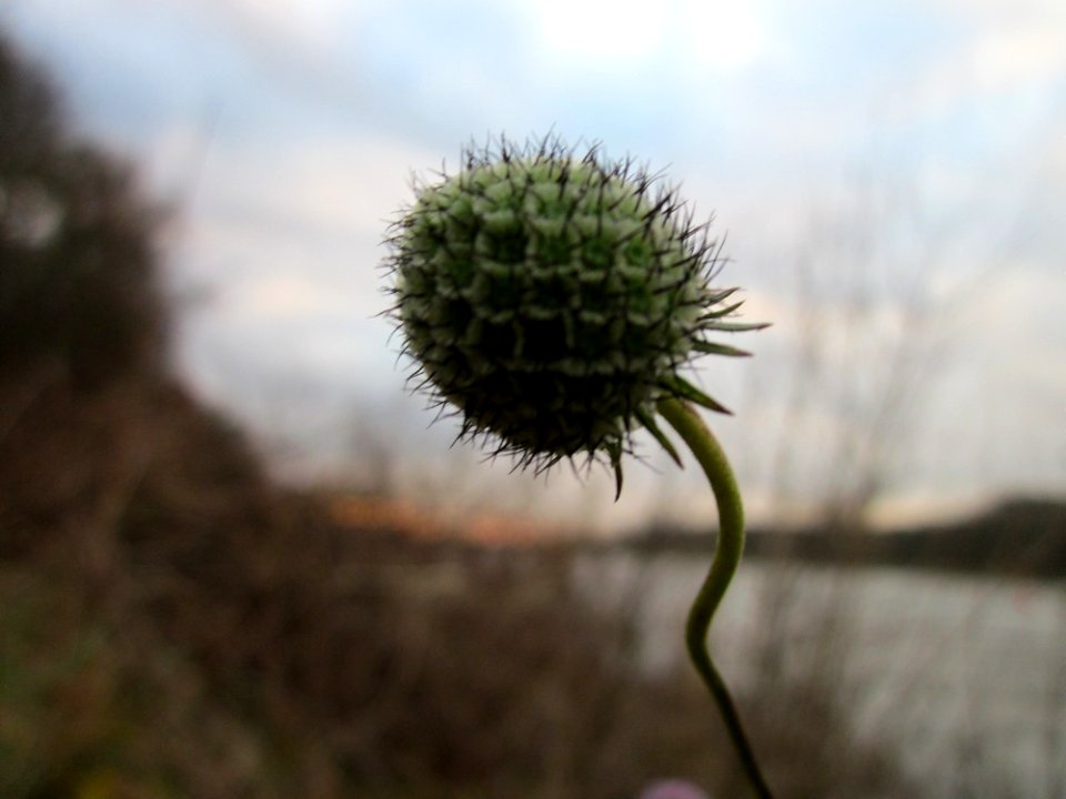 20121130Tauben-Skabiose_Ketsch3