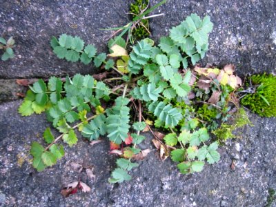 20121130Wiesenknopf_Ketsch1