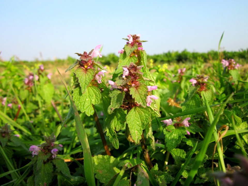 20121023Lamium_purpureum6