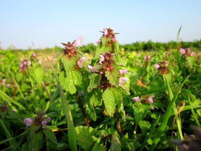 20121023Lamium_purpureum6