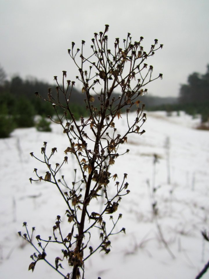 20121202Erigeron_canadensis