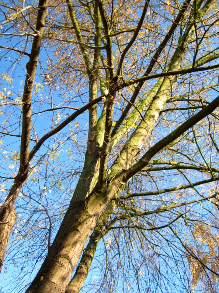 20121113Silberahorn_Hockenheim2