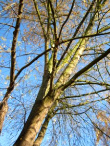 20121113Silberahorn_Hockenheim2