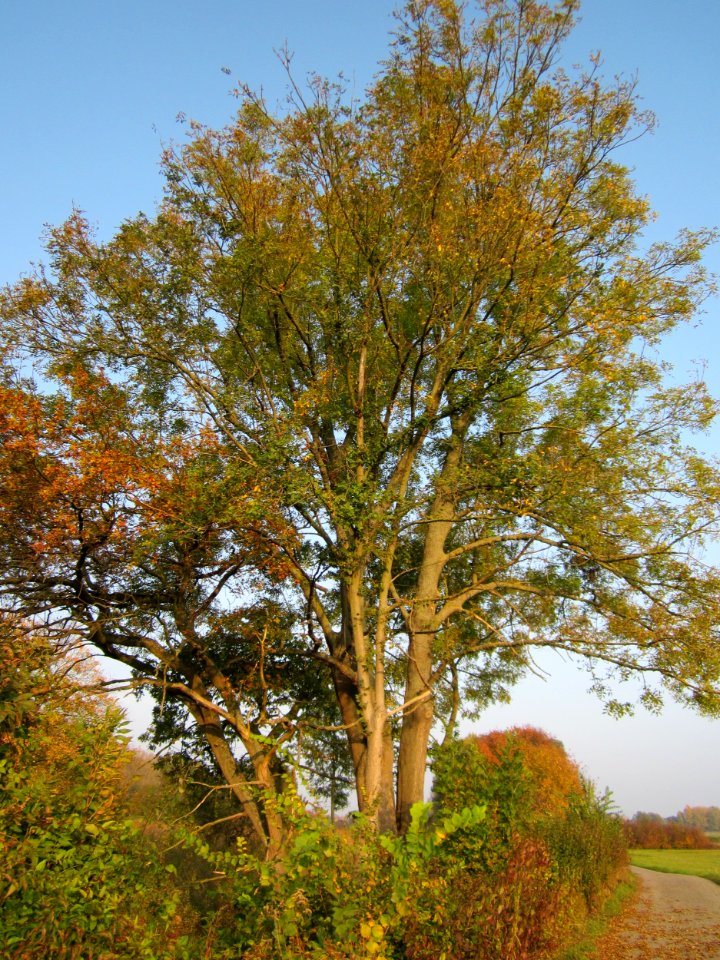 20121023Esche_Schleiwiese2