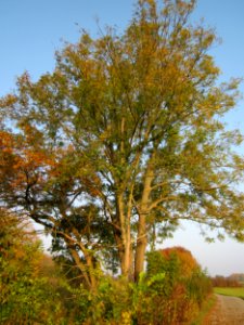 20121023Esche_Schleiwiese2