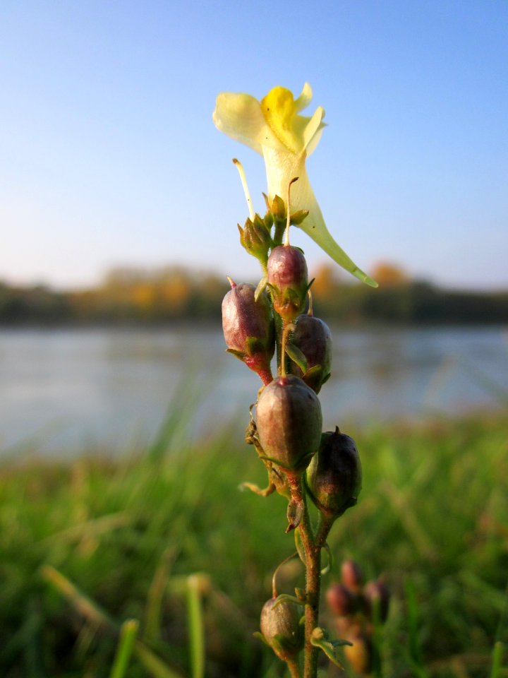 20121023Linaria_vulgaris