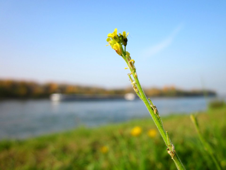 20121023Rhein_Hockenheim1