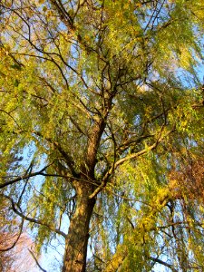 20121113Trauerweide_Ketschau2