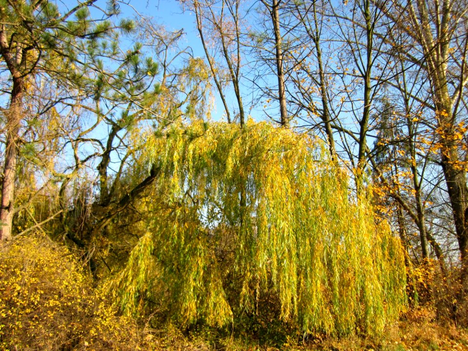 20121113Trauerweide_Ketschau1