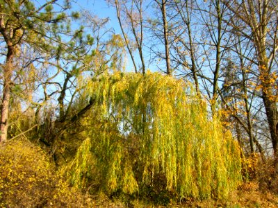 20121113Trauerweide_Ketschau1