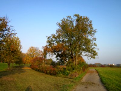 20121023Esche_Schleiwiese1