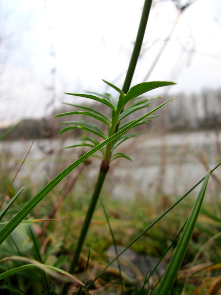 20121130Tauben-Skabiose_Ketsch4