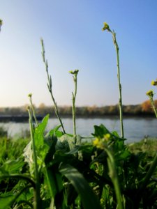 20121023Rhein_Hockenheim3