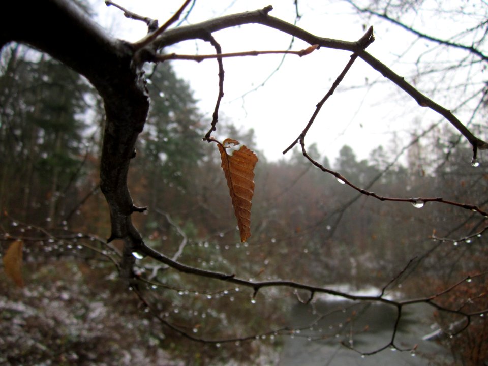 20121202Schwetzinger_Hardt28