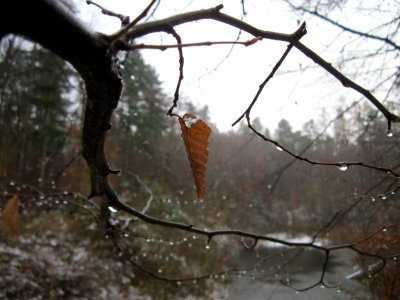 20121202Schwetzinger_Hardt28