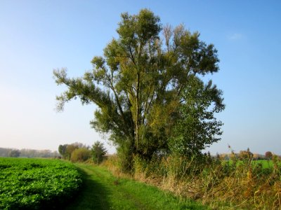 20121023Hockenheimer_Rheinbogen4