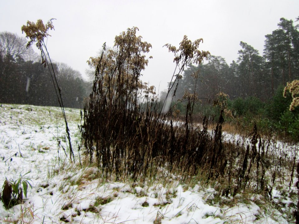 20121202Schwetzinger_Hardt12