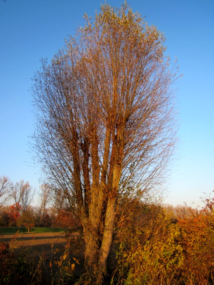20121113Silberweide_Hockenheim3