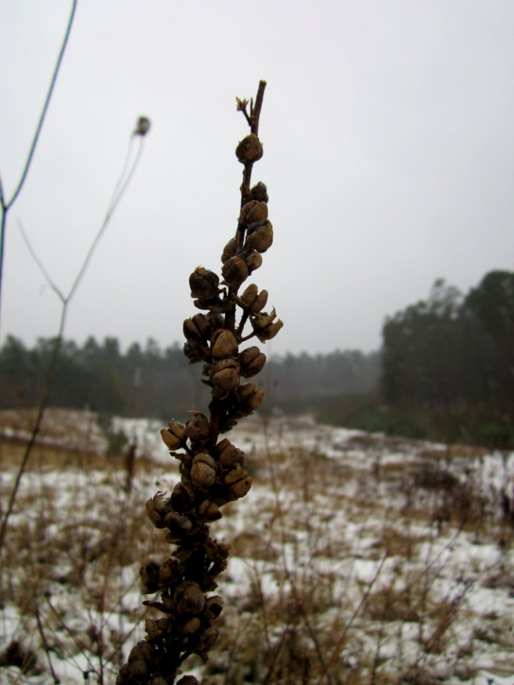 20121202Schwetzinger_Hardt18