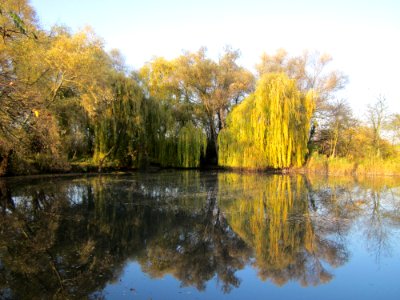 20121113Trauerweide_Ketschau6