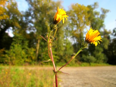20121022Picris_hieracioides4