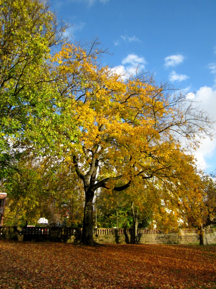 20121106Acer_platanoides1