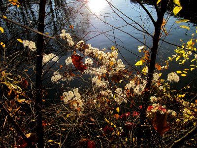 20121119Waldrebe_Saar