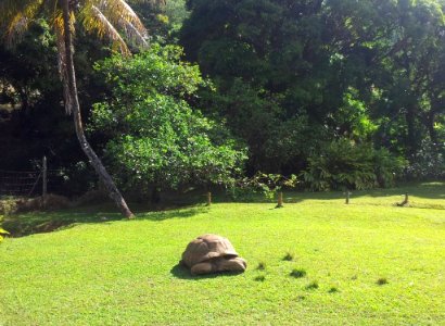 1_Aldabra_tortoises_at_Vallee_Ferney_2