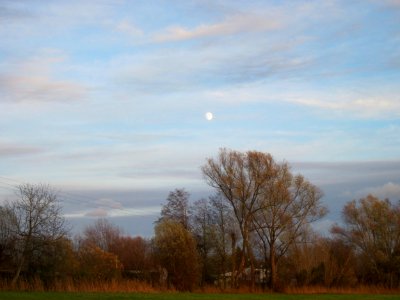 20121125Silberweide_Hockenheim1
