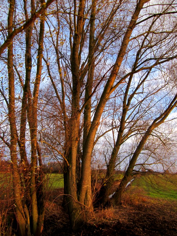 20121125Silberweide_Hockenheim4