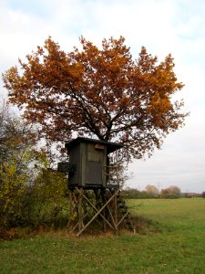 20121112Quercus_robur2