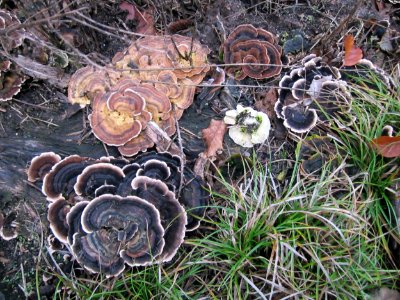 20121112Trametes1