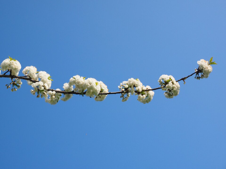 Spring blossom bloom