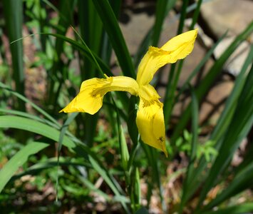 Blossom bloom plant