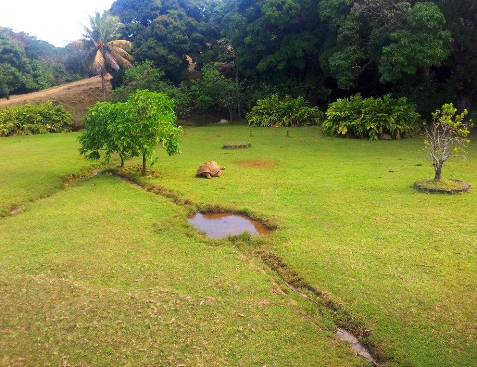 1_Aldabra_tortoises_at_Vallee_Ferney_3
