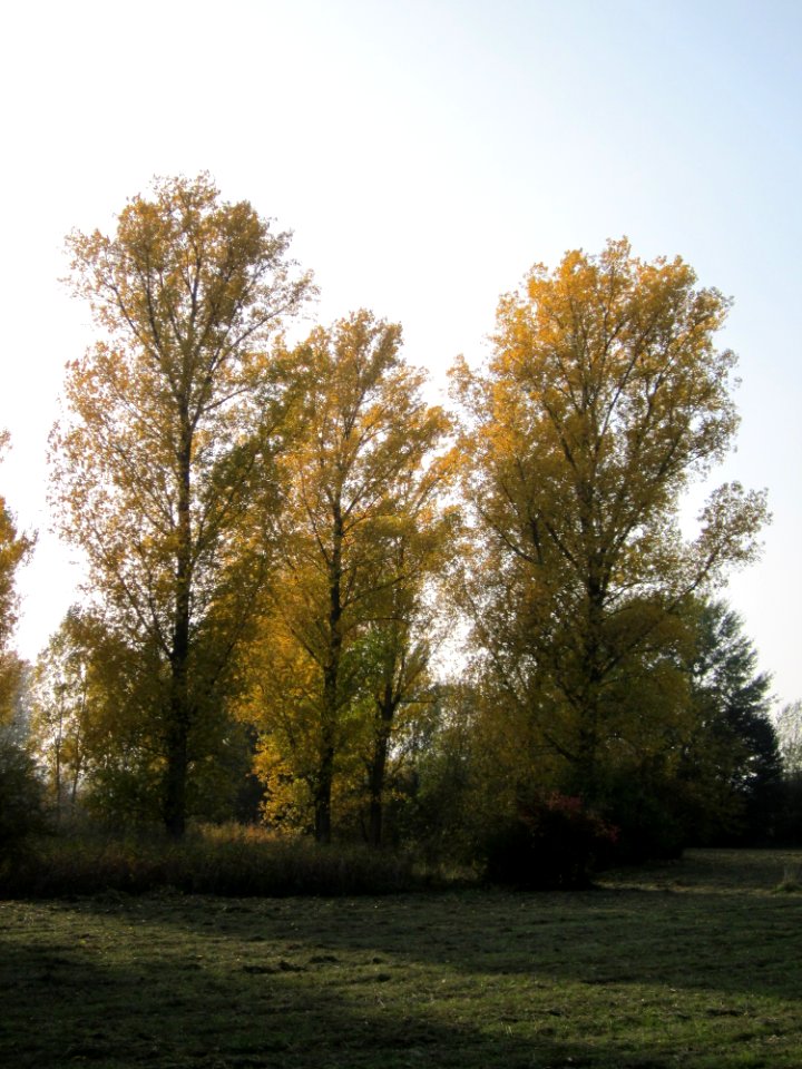 20121023Schwarzpappeln_Rhein1